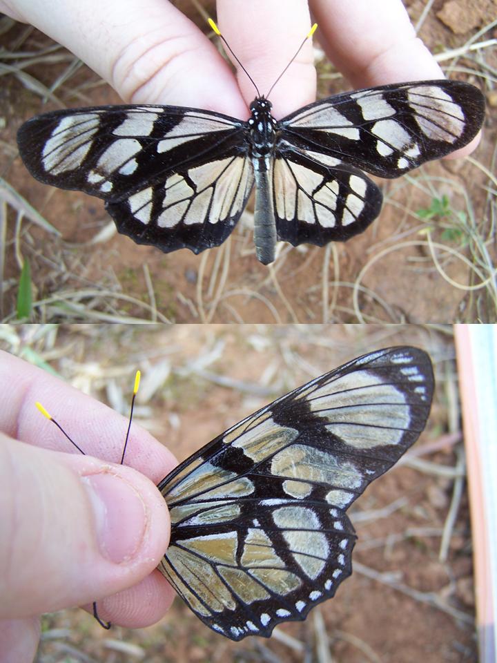 FIGURE 1e FIGURE 1e